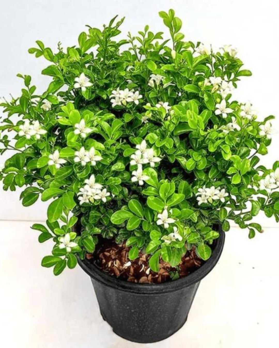 Madhu kamini Muraya (Satin Wood) - Scented Flowering Plant - plant store® 