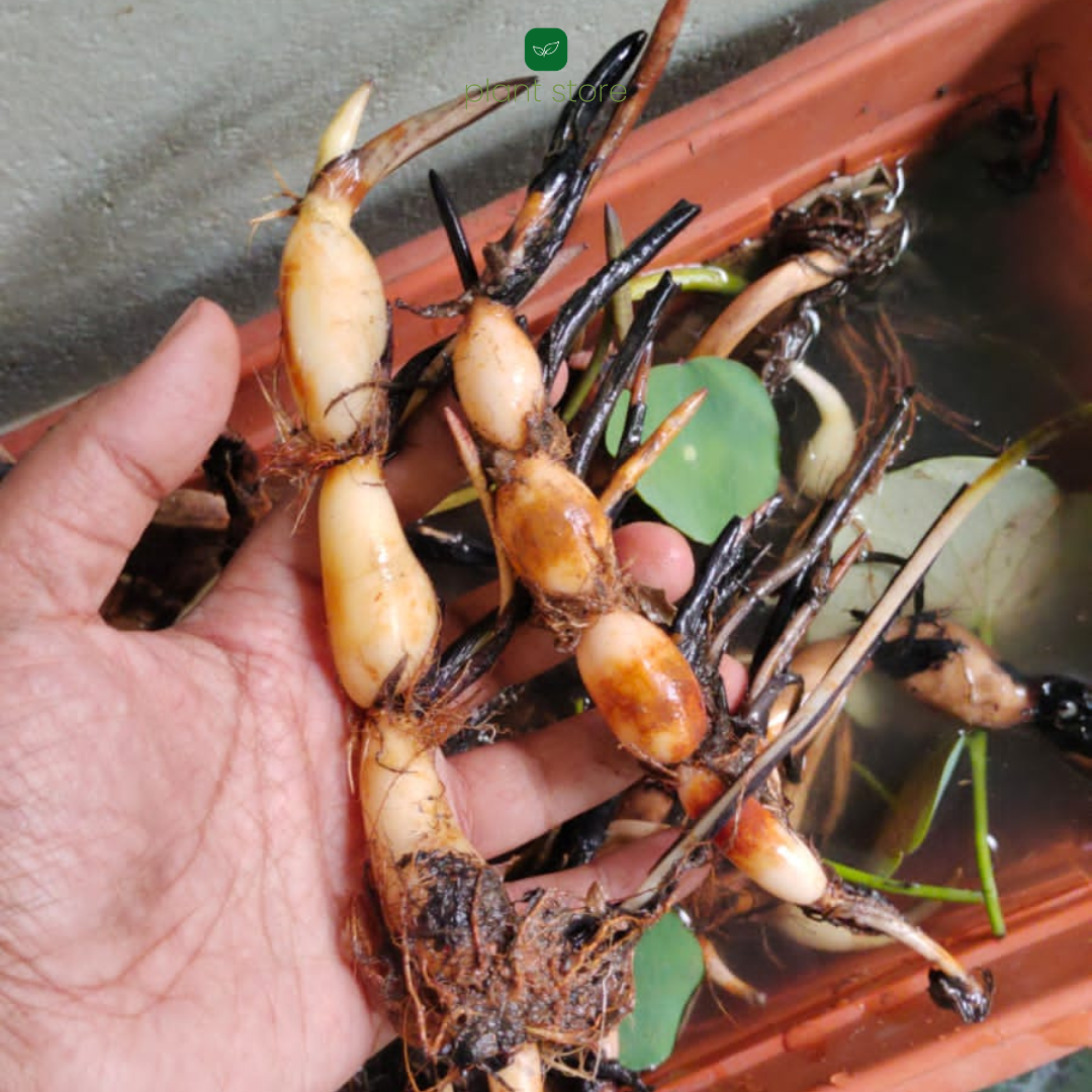 Lotus Amery Camelia Tuber - plant store® 