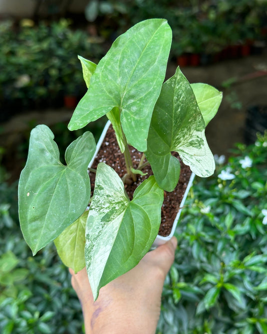 Syngonium Albo Variegated