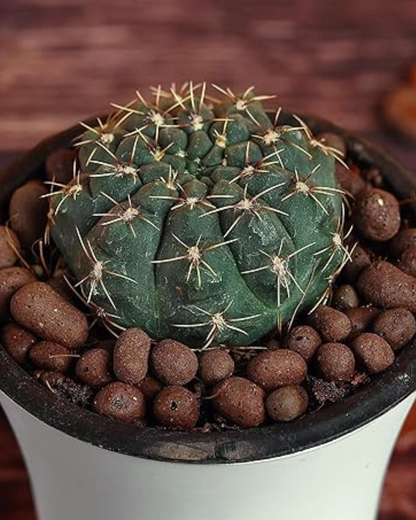 Gymnocalycium Baldianum Cactus Plant (Plant it Yourself) Bare Rooted