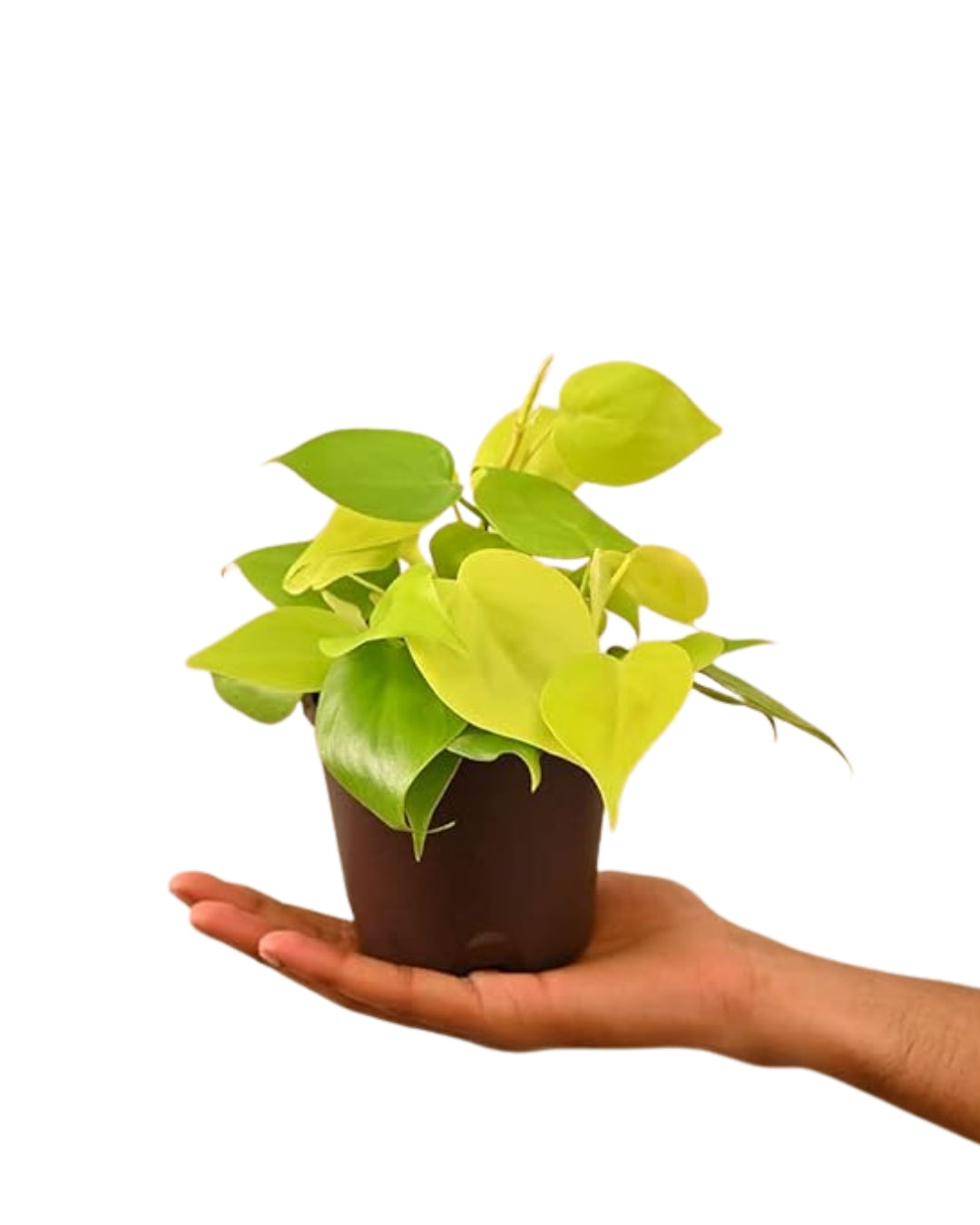 Philodendron Oxycardium Golden - plant store® 