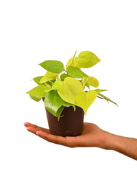 Philodendron Oxycardium Golden - plant store® 