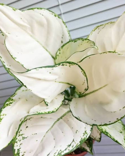 Aglaonema Super White