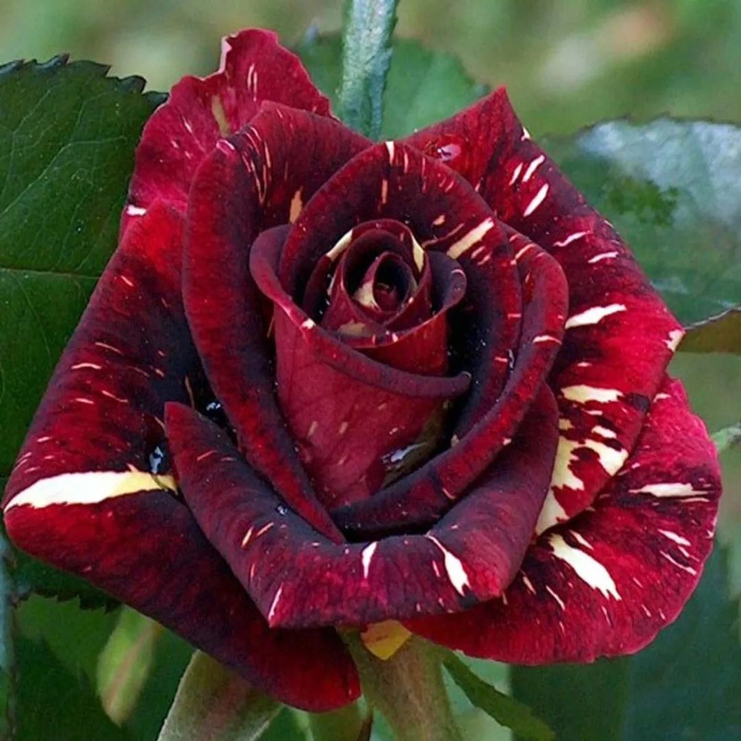 Hybrid Rose Plant