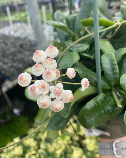 Hoya Rotundiflora - Potted