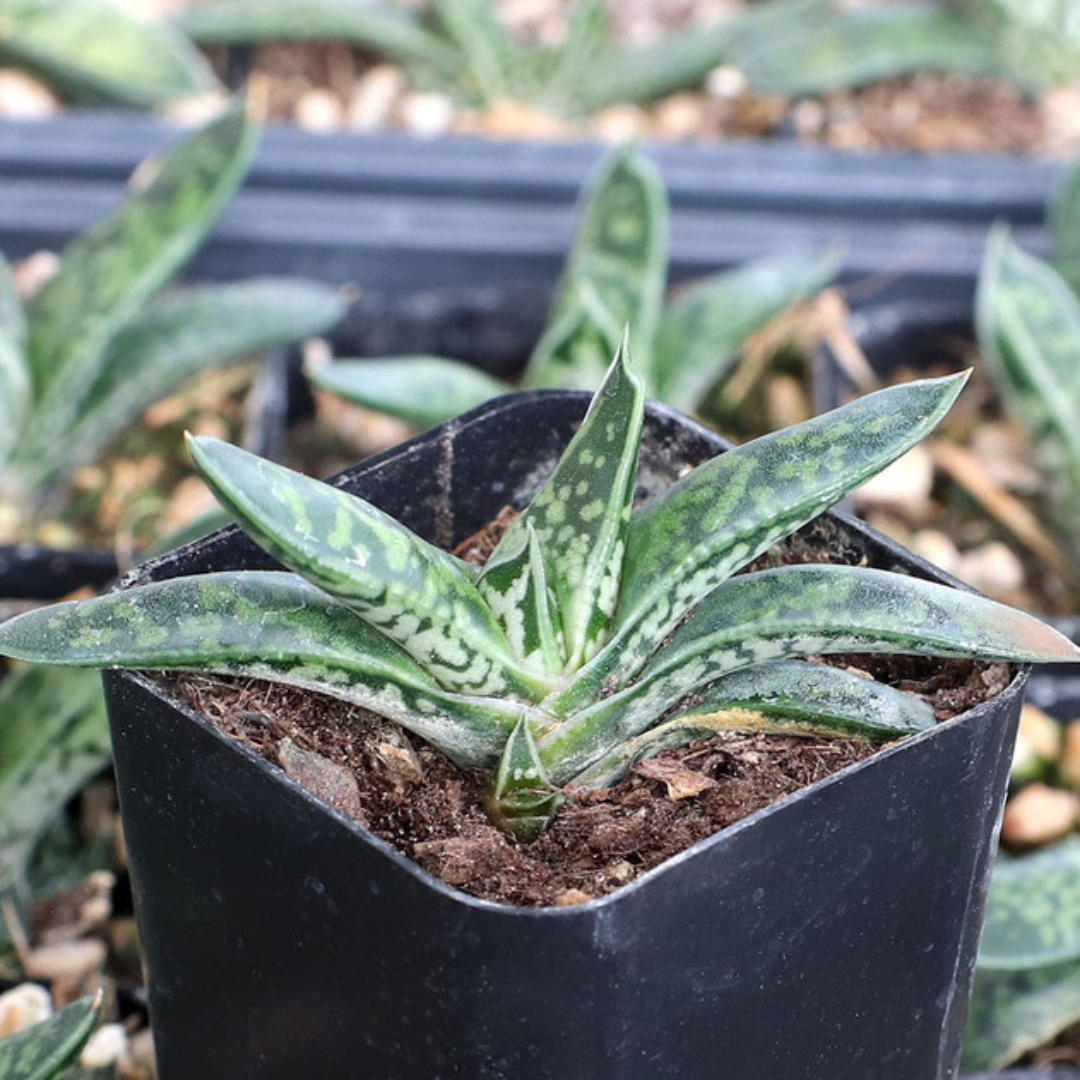 Gasteria Liliputana (Bare Rooted) - plant store® 