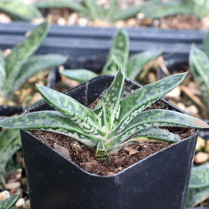 Gasteria Liliputana (Bare Rooted)