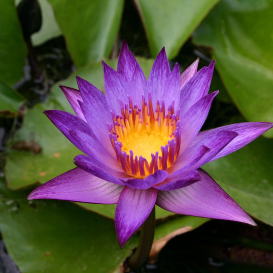 Waterlily 'Lyndsey Wood'