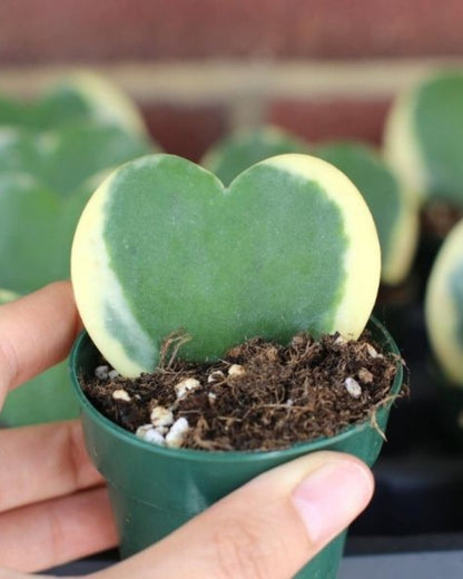 Hoya Kerrii 'Variegated' Plant