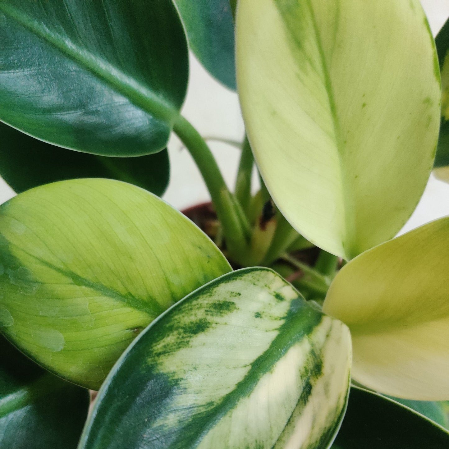 Philodendron White Knight