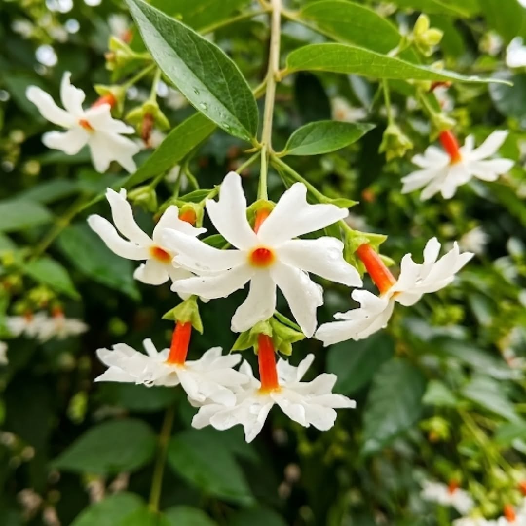Parijat (Night Jasmine) Flowering Plant |  Plant Store