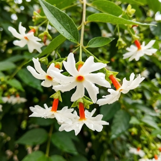 Parijat (Night Jasmine) Flowering Plant |  Plant Store