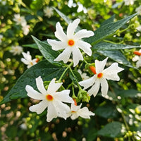 Parijat (Night Jasmine) Flowering Plant |  Plant Store