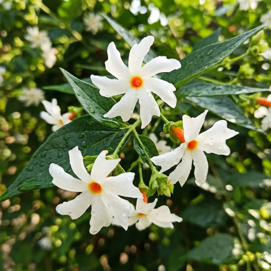 Parijat (Night Jasmine) Flowering Plant |  Plant Store