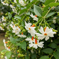 Parijat (Night Jasmine) Flowering Plant |  Plant Store
