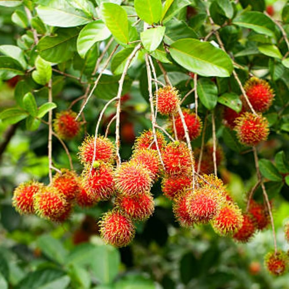 Red Rambutan Grafted Fruit Tree