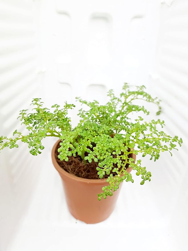 Pilea Microphylla