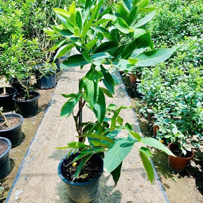 Mini Red Water Apple Grafted Tree