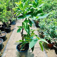 Mini Red Water Apple Grafted Tree