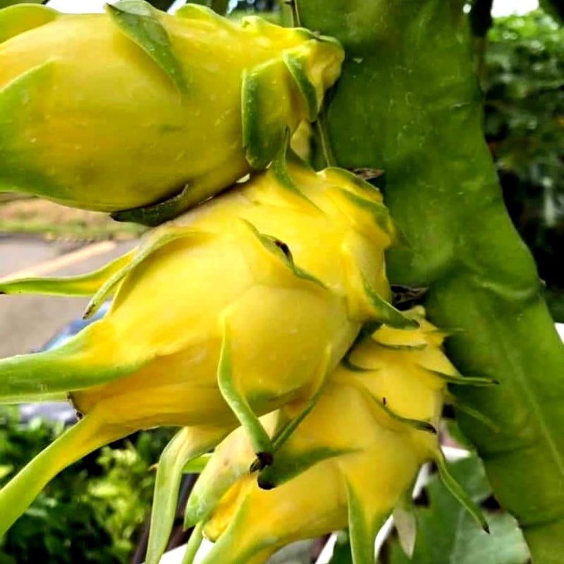 Yellow Dragon-fruit Plant