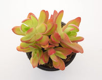 Crassula Campfire