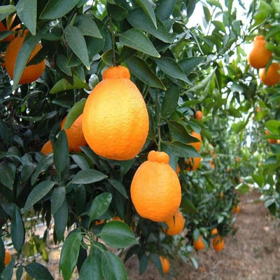 Dekopon Orange Grafted Tree