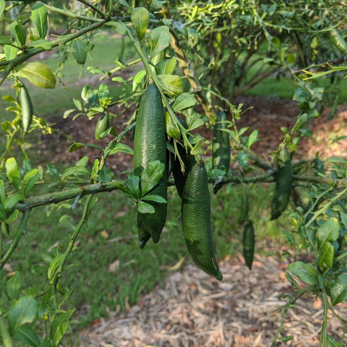 Finger Lemon (Nimbu) Grafted Tree