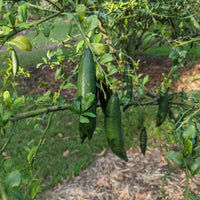 Finger Lemon (Nimbu) Grafted Tree
