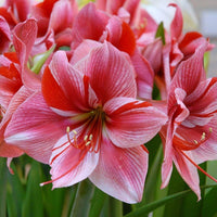 Amaryllis Lily Double Petal Flower Bulbs