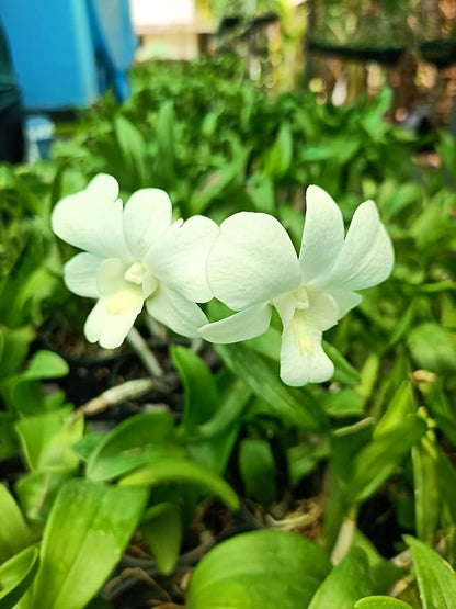 Orchid - Dendrobium Big White (Blooming Size)