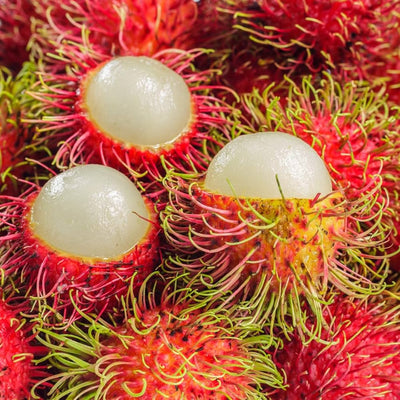 Red Rambutan Grafted Fruit Tree