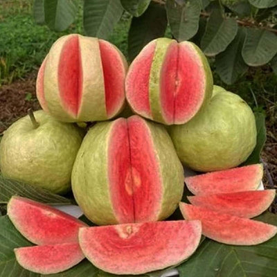 Red Thai King Guava Grafted Fruit Tree