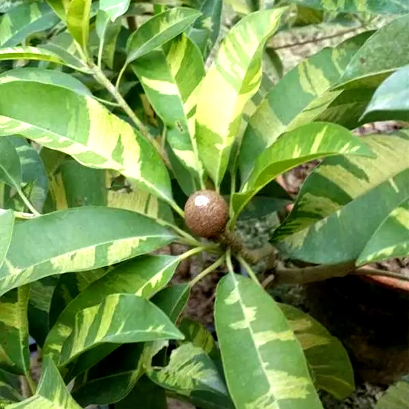 Variegated Chiku Grafted Tree