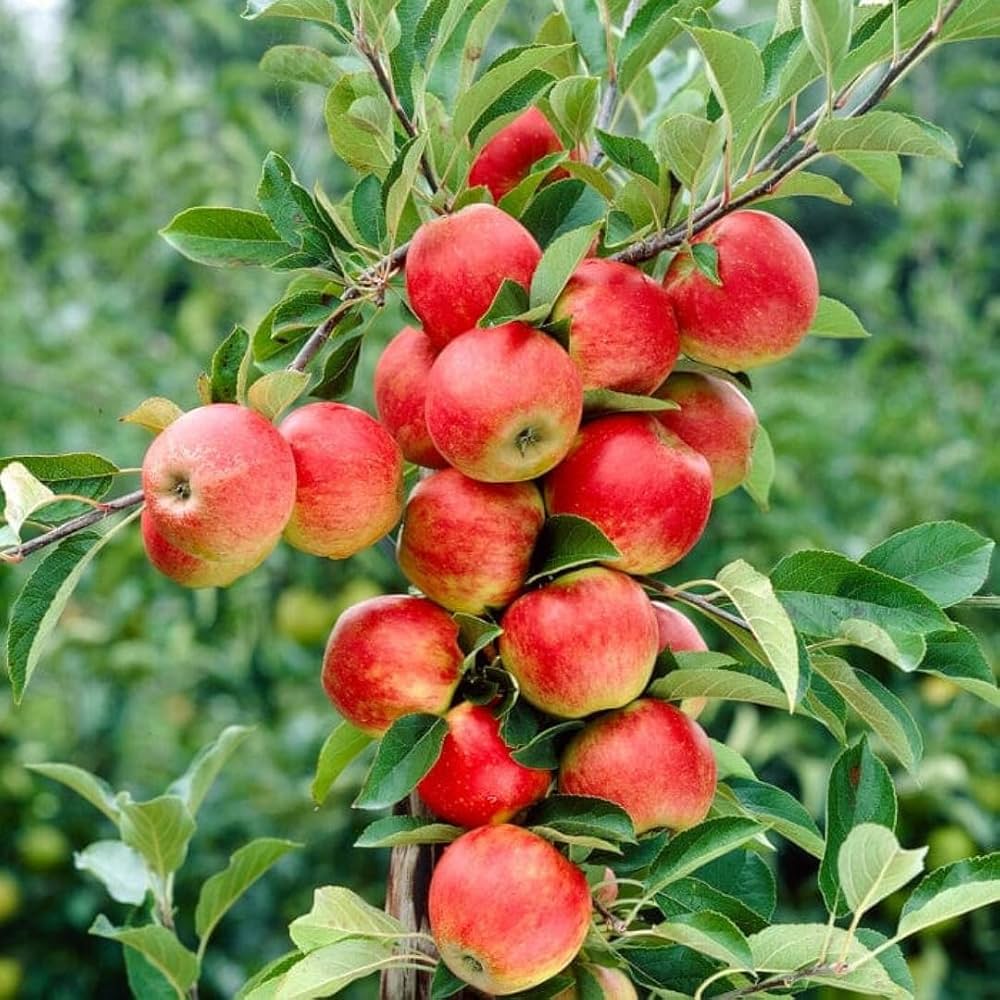 Anna Apple (Low Chill) Grafted Fruit Tree