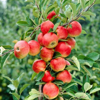 Anna Apple (Low Chill) Grafted Fruit Tree
