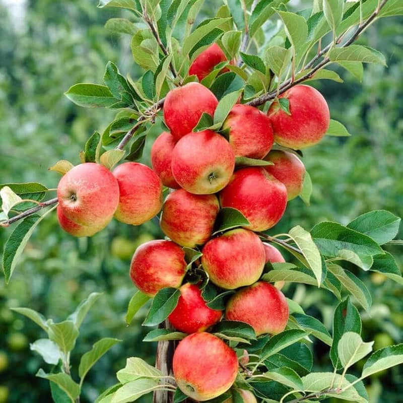 Anna Apple (Low Chill) Grafted Fruit Tree