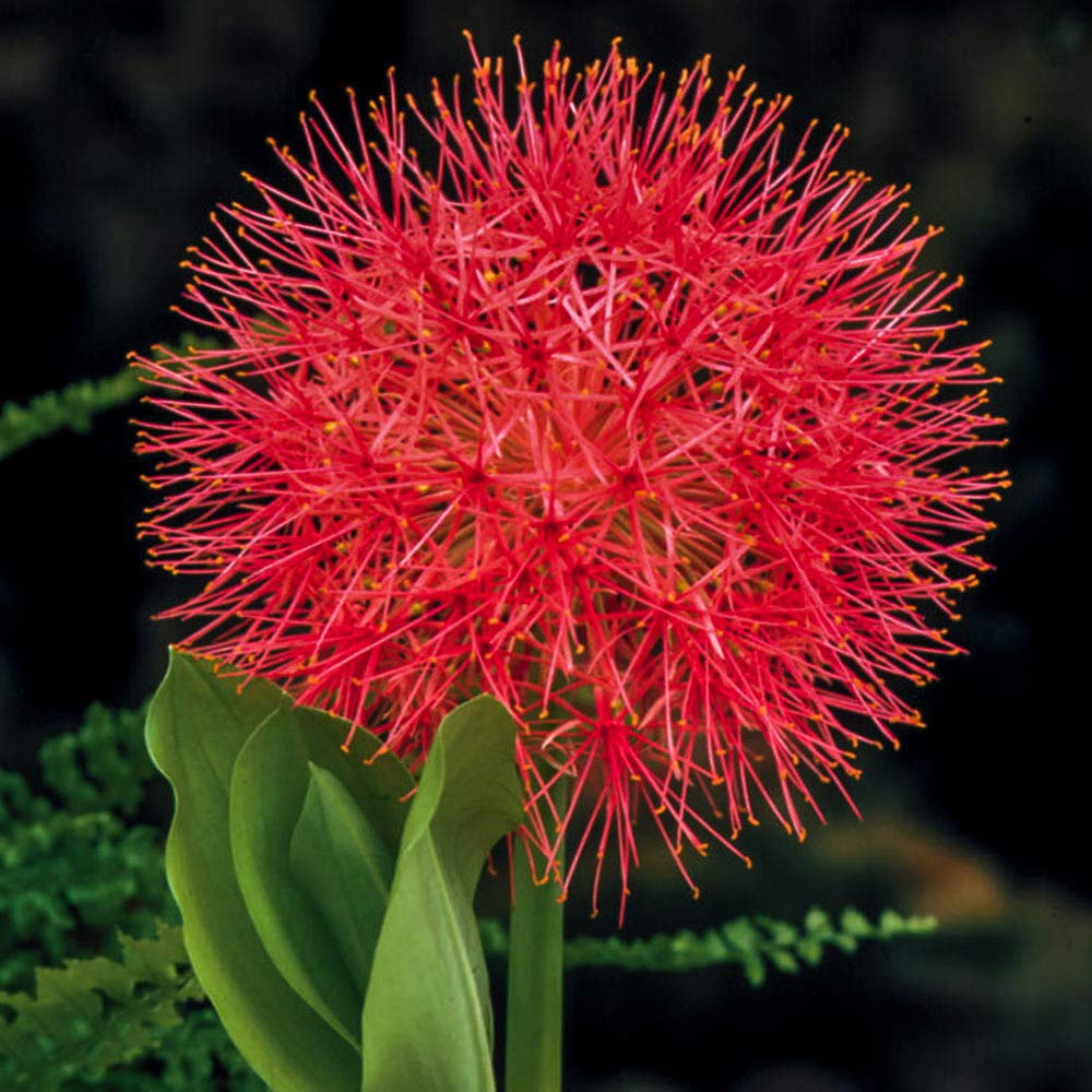 Football Lily Bulbs (Red)