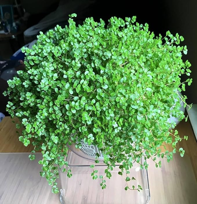 Pilea Microphylla