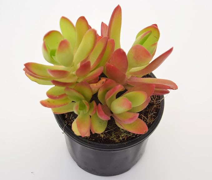 Crassula Campfire