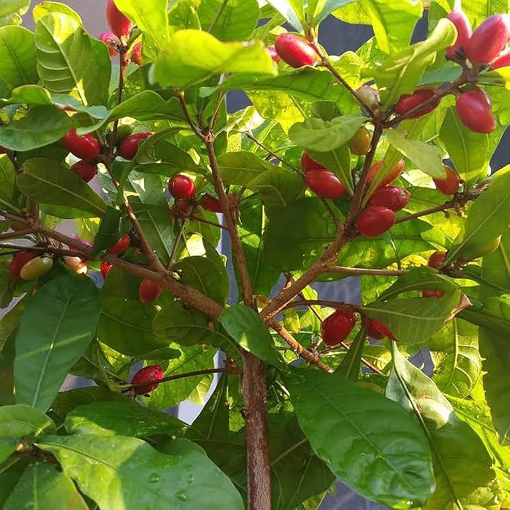 Miracle Berry/Fruit Grafted Tree