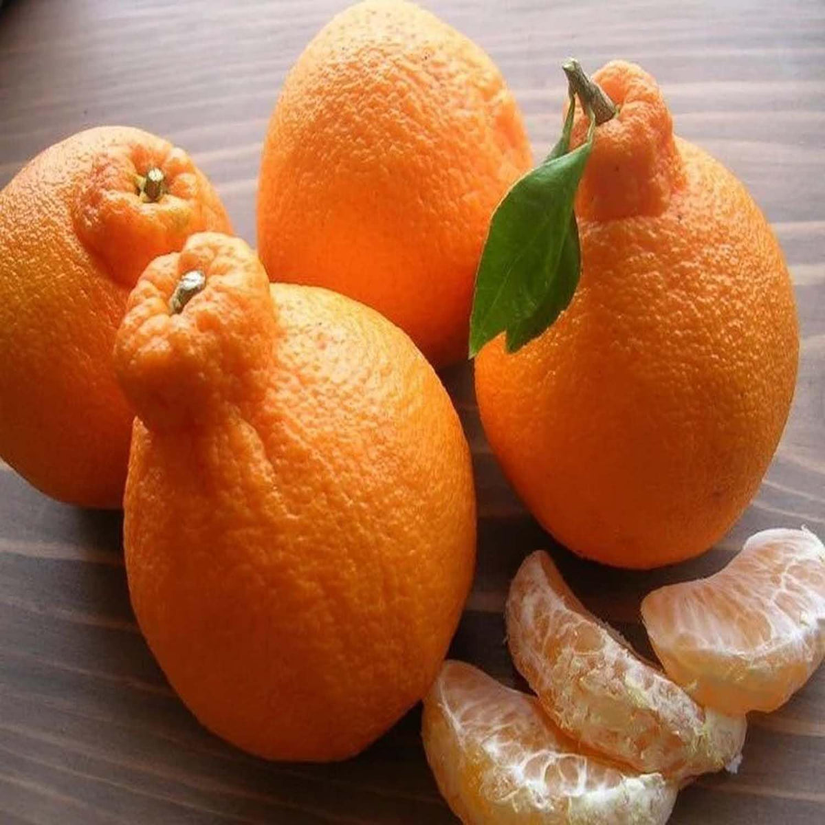 Dekopon Orange Grafted Tree