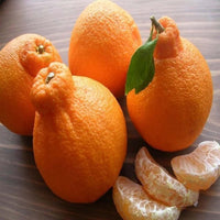 Dekopon Orange Grafted Tree
