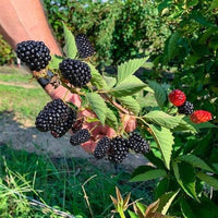 Blackberry Plant