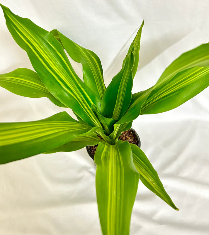 Dracaena Dara Singh Plant