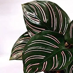 Calathea Ornata