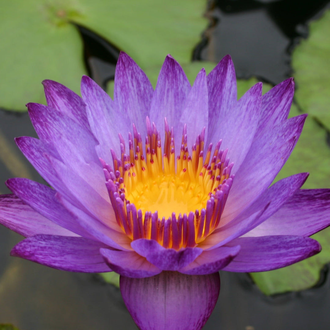 Waterlily 'Lyndsey Wood'