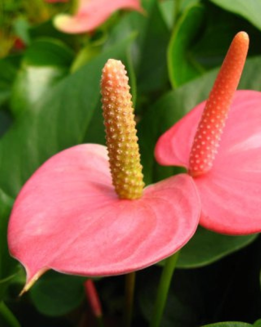 Anthurium Plants (with minimum 2 flowers)