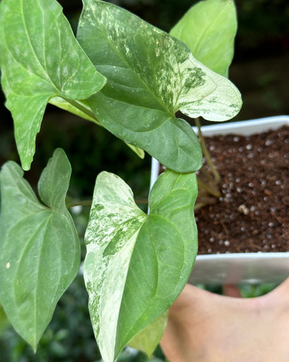 Syngonium Albo Variegated