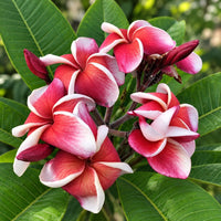 Thai Champa (Plumeria) Assorted Colour