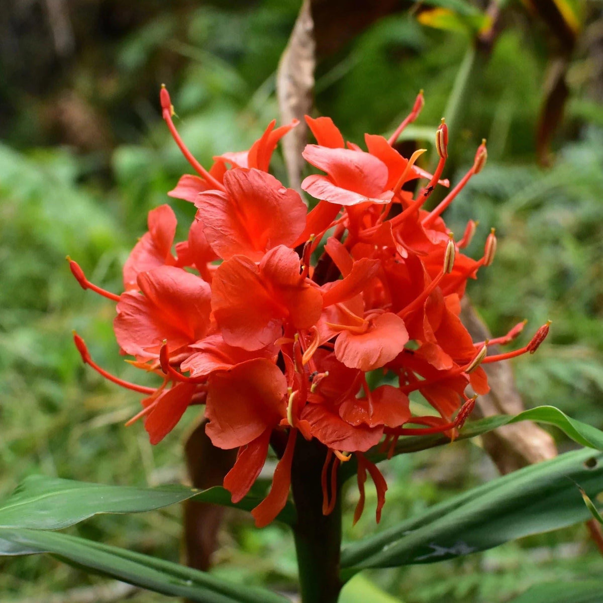 Ginger Lily Flower Bulbs (Highly Fragrant)